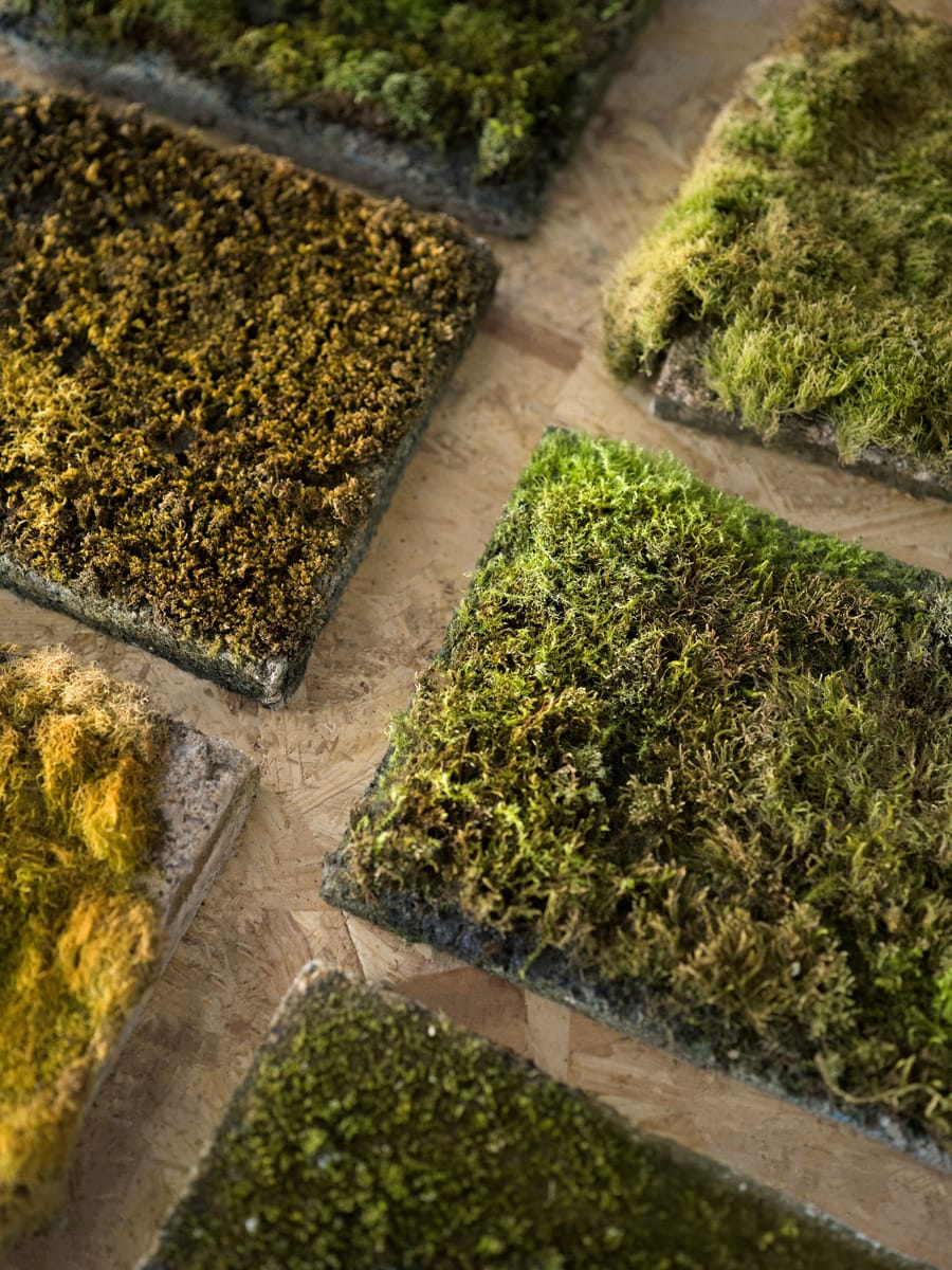 Platen bioreceptief beton met mos erop, naast elkaar gelegd op een houten plaat
